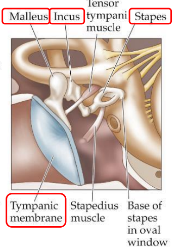 <p>anvil; the middle ossicle; transmits vibrations from the malleus to the stapes </p>