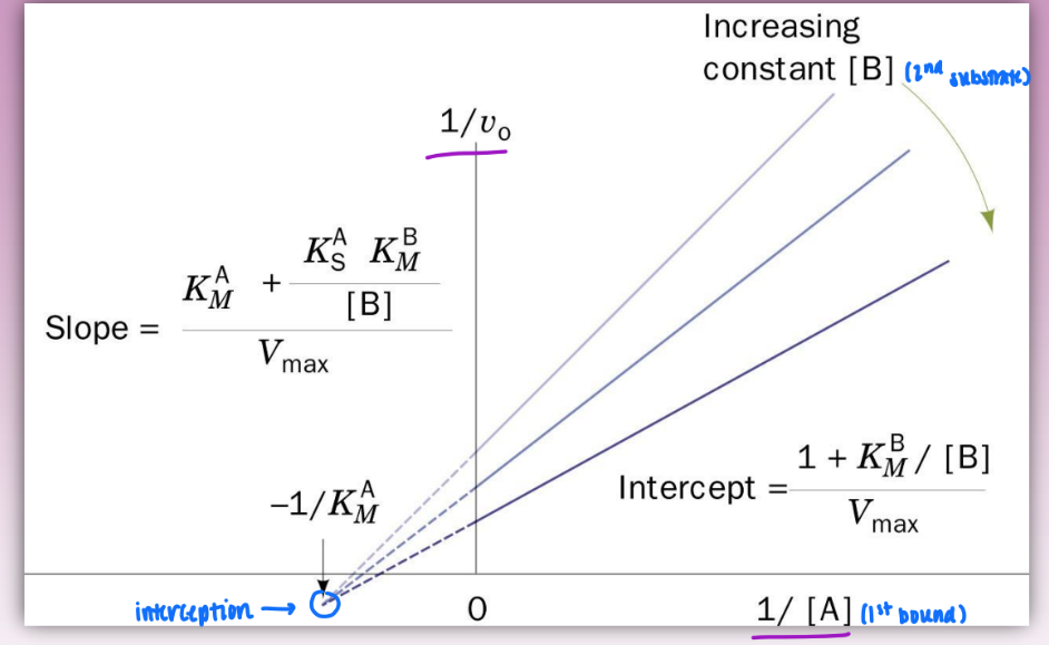 <ul><li><p>bi product, bi substrate</p></li><li><p>single displacement reactions</p></li><li><p>ordered bi bi = specific order of binding</p><ul><li><p>A before B (EA before EAB)</p></li><li><p>Q leaves before P</p></li></ul></li><li><p><strong>characterized by formation of ternary complex (EAB) &amp; interception of lines in double reciprocal plo</strong>ts</p></li><li><p>steps:</p><ul><li><p>E+A → EA (binding)</p></li><li><p>EA → EAB (binding)</p></li><li><p>EAB → EPQ (conversion/catalytic)</p></li><li><p>EPQ → EP + Q (dissociation)</p></li><li><p>EP → E + P (dissociation)</p></li></ul></li><li><p>also random bi bi = no order to substrates binding/dissociation</p><ul><li><p>kinetically indistinguishable from ordered bi bi plots</p></li></ul></li></ul><p></p>