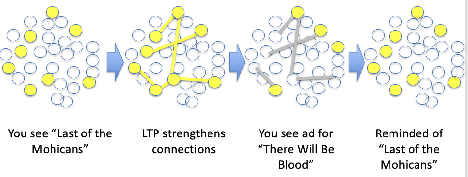 <p>example: viewing movies (<strong>pattern completion</strong>: reinstatement of memory with a partial cue)</p><ul><li><p>you see a movie; LTP strengthens connections; you see an ad for that movie; reminded of the movie (activation of the same neurons)</p></li><li><p>activation over and over → increases LTP strength</p></li></ul><p></p>