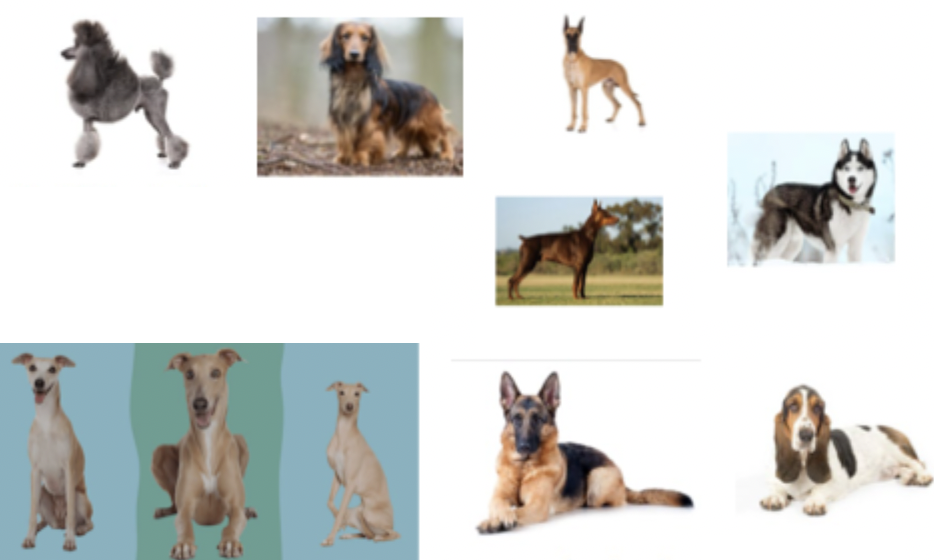 <p>All of these dogs have what in common?</p>