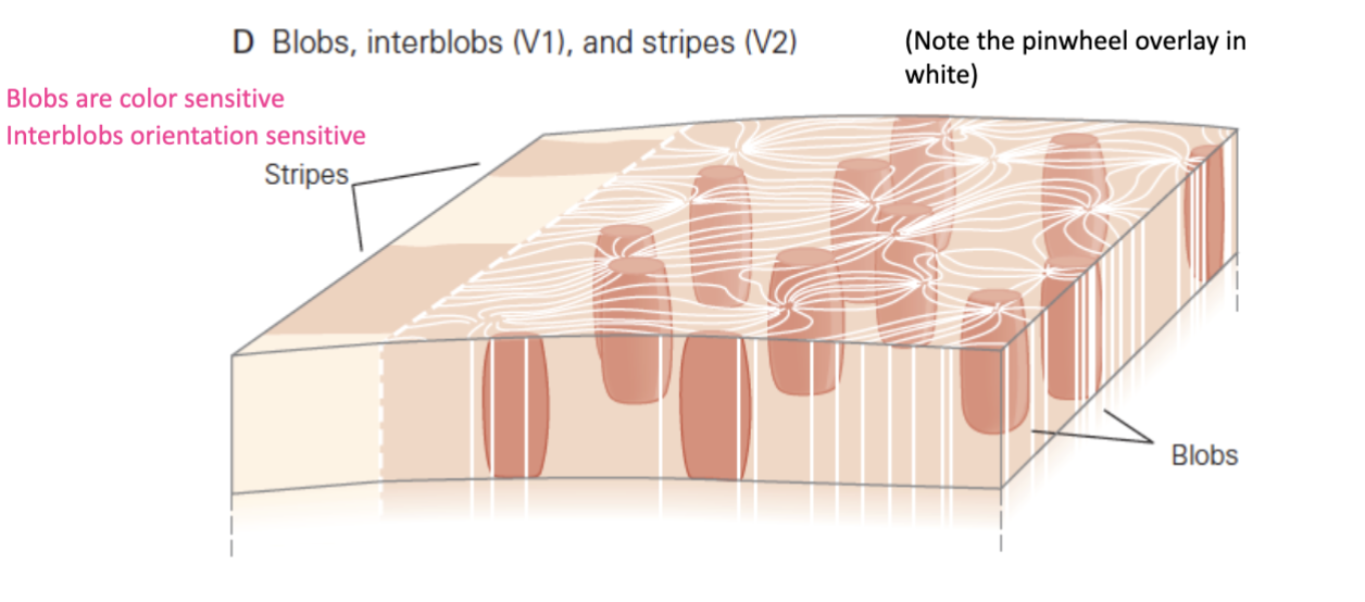<p>Forms into pinwheels (activity moves around a center); blobs are color sensitive and interblobs are orientation sensitive<br><br>Orientation columns and ocular dominance columns intersect at right angles</p>
