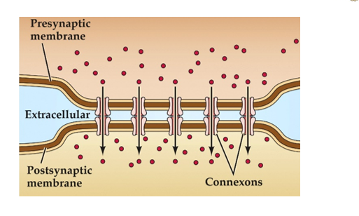 <p>By connexons in both cell membranes, direct passage of ions and small molecules through channel and permit is very rapid signals </p>