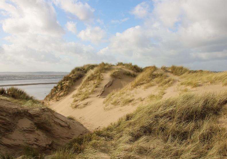 a yellow dune