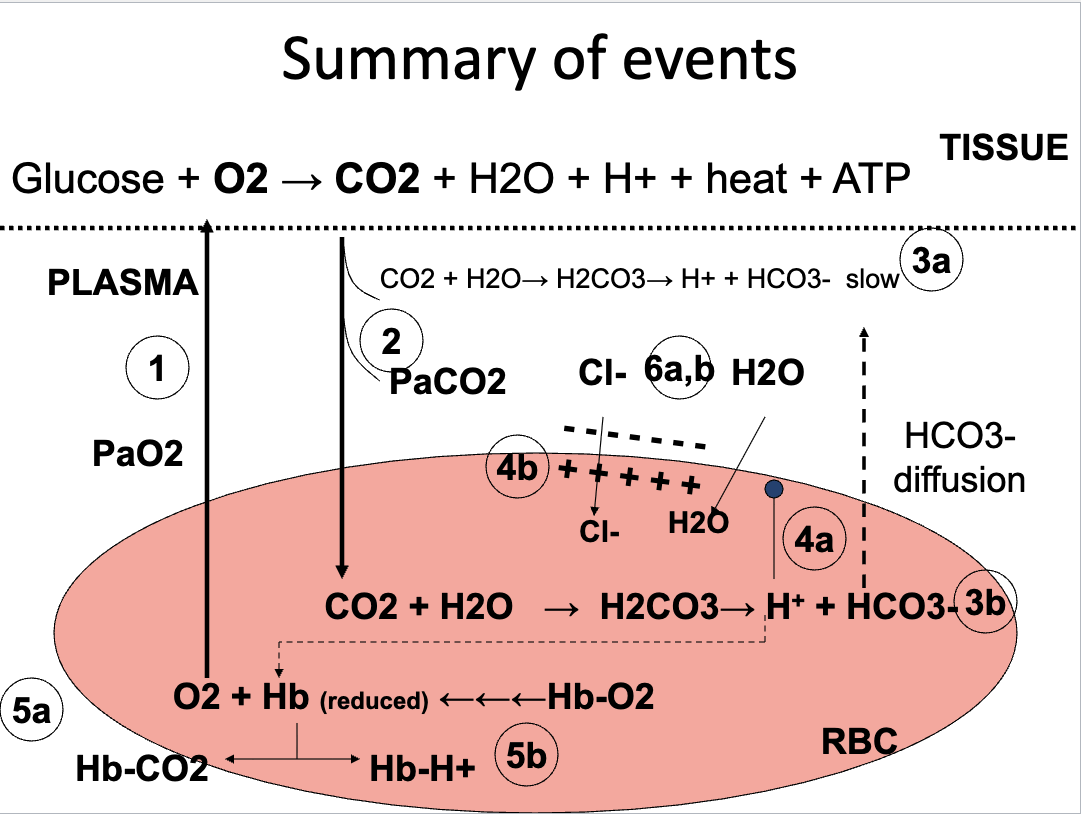 <p></p><ul><li><p>CO₂ production at tissues</p></li><li><p>CO₂ → H₂CO₃ → HCO₃⁻ (slow in plasma, fast in RBC via carbonic anhydrase)</p></li><li><p>HCO₃⁻ leaves RBC → electrical gradient</p></li><li><p><strong>Chloride shift</strong> (Cl⁻ enters RBC)</p></li><li><p>Water movement into RBC (osmotic gradient)</p></li><li><p>Formation of <strong>carbamino-Hb</strong></p></li><li><p>H⁺ binding to reduced Hb</p></li><li><p>All steps <strong>reverse in the lungs</strong></p></li></ul><div data-type="horizontalRule"><hr></div><p>JW HY: </p><ul><li><p>So there's a chloride shift happening in the red blood cell. All of this is trying to, at the level of the tissue.</p></li><li><p><strong>Release O2, pick up CO2, and keep this cell in its proper equilibrium.</strong></p></li></ul><p></p>