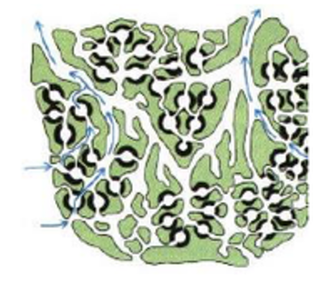 <p>Phylum?</p><p>Body Type?</p>