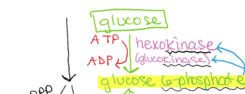 <p>glucose → <strong>glucose 6 phosphate</strong></p><p>this occurs by the phosphorylation of glucose (catalyzed by enzyme hexokinase)</p><p>uses one molecule of ATP (turned into ADP) and is irreversible</p>