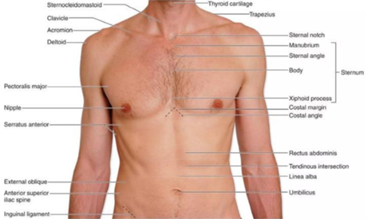 <p>____________________ anatomy (external gross anatomy) studies surface markings of the body.</p><p>A) Regional</p><p>B) Surface</p><p>C) Systemic</p><p>D) Microscopic</p>