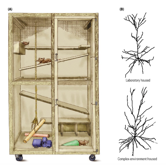 <p>Growing up in an <u>enriched environment</u> leads to <u>structural changes</u>:</p><ul><li><p>Increased brain weight (~10%)</p></li><li><p>Larger dendritic tree</p></li><li><p>More dendritic spines</p></li><li><p>More synapses</p></li><li><p>More blood vessels</p></li></ul><p></p><p>NB: Increased connectivity may result from increased <u>sensory, motor</u> and <u>social</u> experience induced by enriched environment (see ch8).</p>