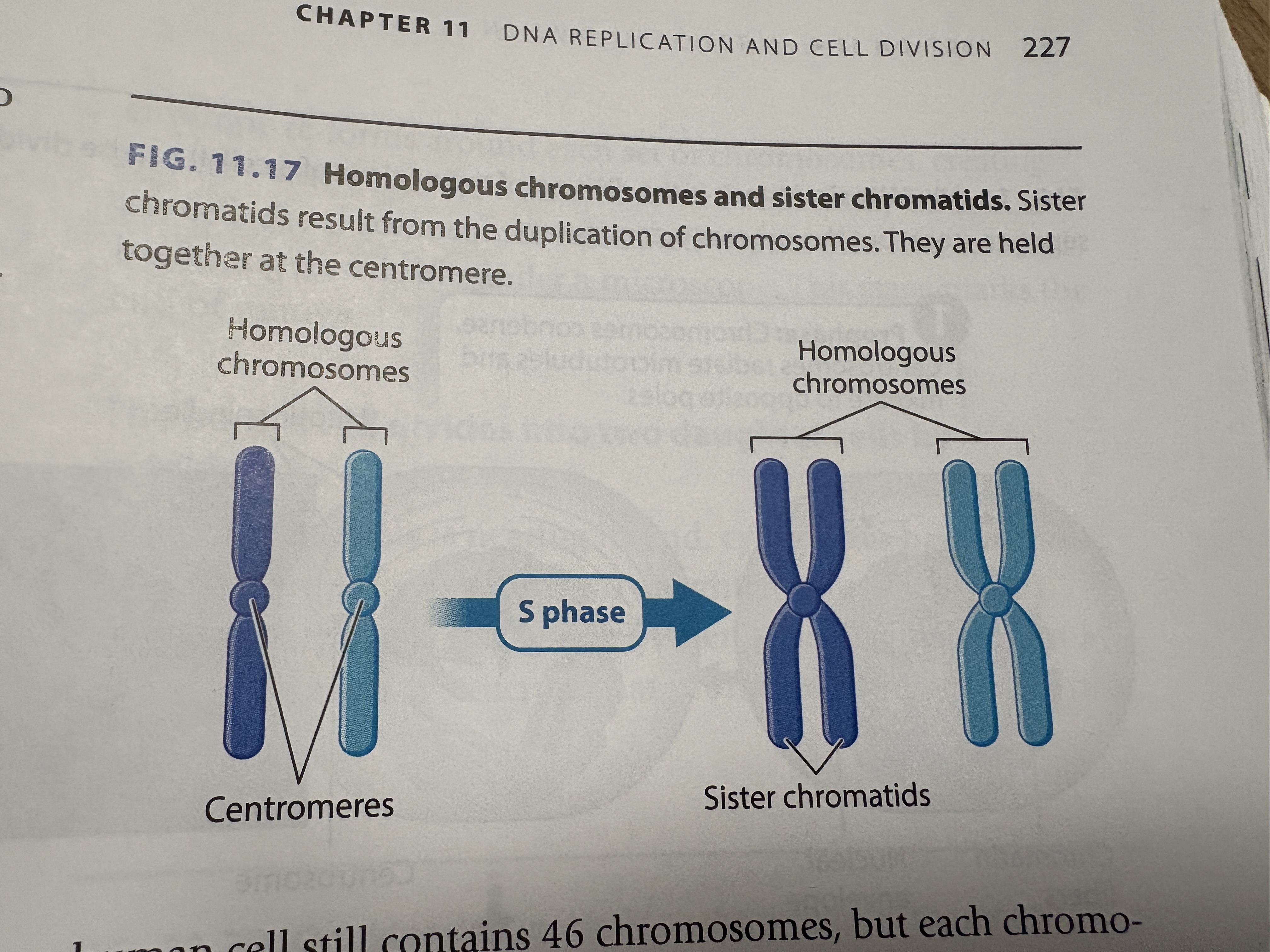 <p>Pairs of chromosomes, matching in size and appearance and carrying the same set of genes </p><p>One inherited from mother, one from father </p>