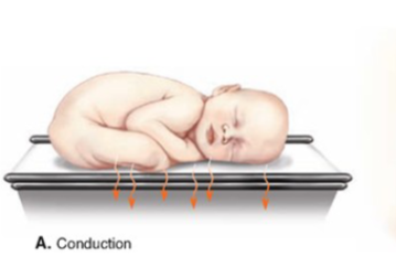 <ul><li><p>heat transfer between molecules of objects in direct contact</p></li><li><p> E.g., transfer of heat from hot tub water to skin</p></li></ul><p></p>