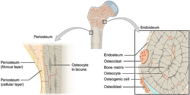 <ul><li><p>Long bones</p></li><li><p>Sheath of dense irregular connective tissue and blood vessels surrounding parts of the bone outside of the articular cartilage</p></li></ul><p></p>