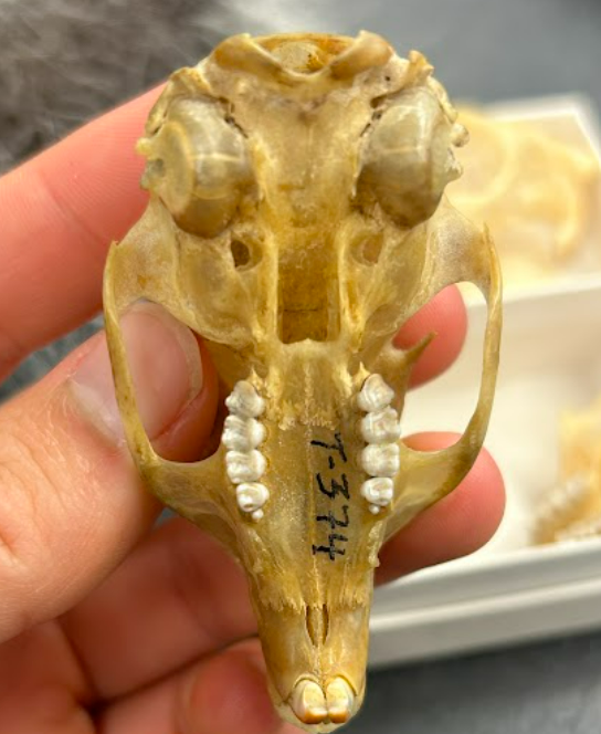 <p>Western Grey Squirrel</p><p>5 cheek teeth</p>