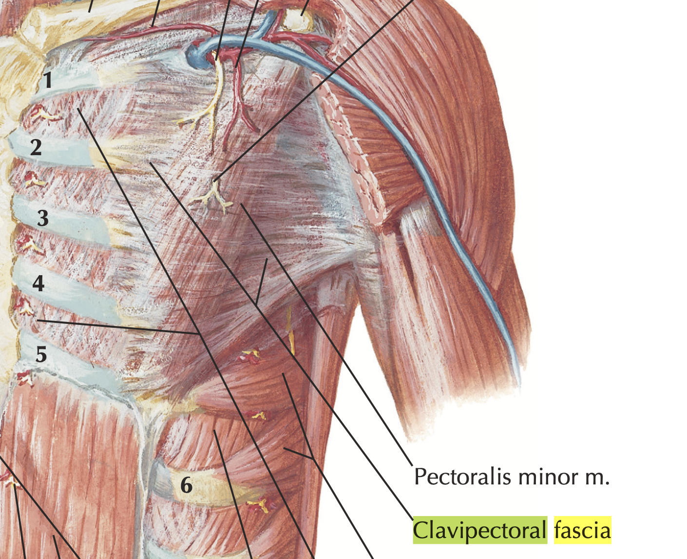 <p>Subclavius and pectoralis minor</p>