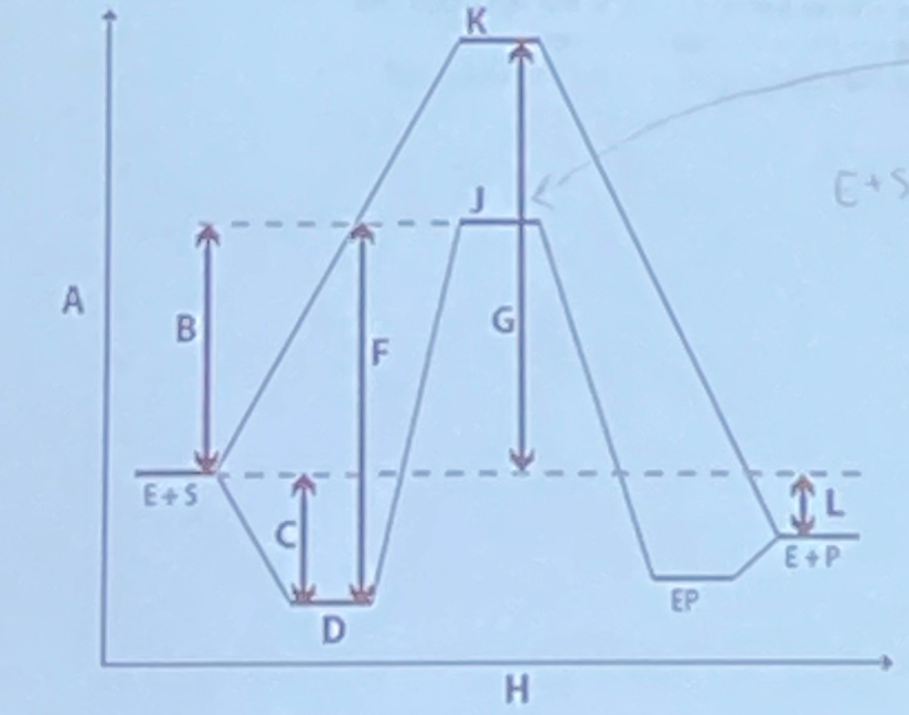 <p>In the reaction coordinate diagram shown below, the arrow labeled B matches which description?</p><p>a. a process with a rate constant of kcat</p><p>b. ΔG<span>‡ at sub-saturating substrate concentrations </span></p><p><span>c. </span>ΔG‡ at saturating substrate concentrations</p><p>d. a process with a rate constant of knon</p><p>e. -RTln(Keq)</p>