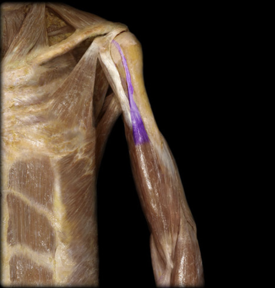 <p><em>table 3, 7</em><br><em>O: </em>supraglenoid tubercle above the glenoid cavity of the scapula<br>I: radial tuberosity</p>