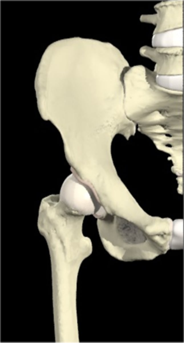 <p>medial</p><p>anterior</p><p>superior</p>