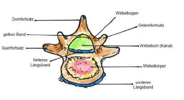 <ul><li><p>Bandscheibe würde auf Wirbelkörper aufsetzen</p></li></ul><p></p>
