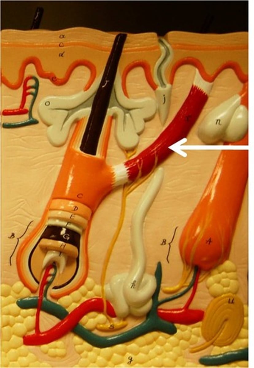 <p>The small, involuntary muscle in the base of the hair follicle.</p>