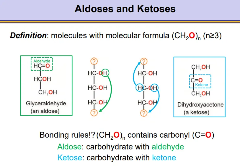 <ul><li><p>aldoses are carbohydrates containing an aldehyde group</p></li><li><p>ketoses are carbohydrates containing a ketone group</p></li></ul><p></p>