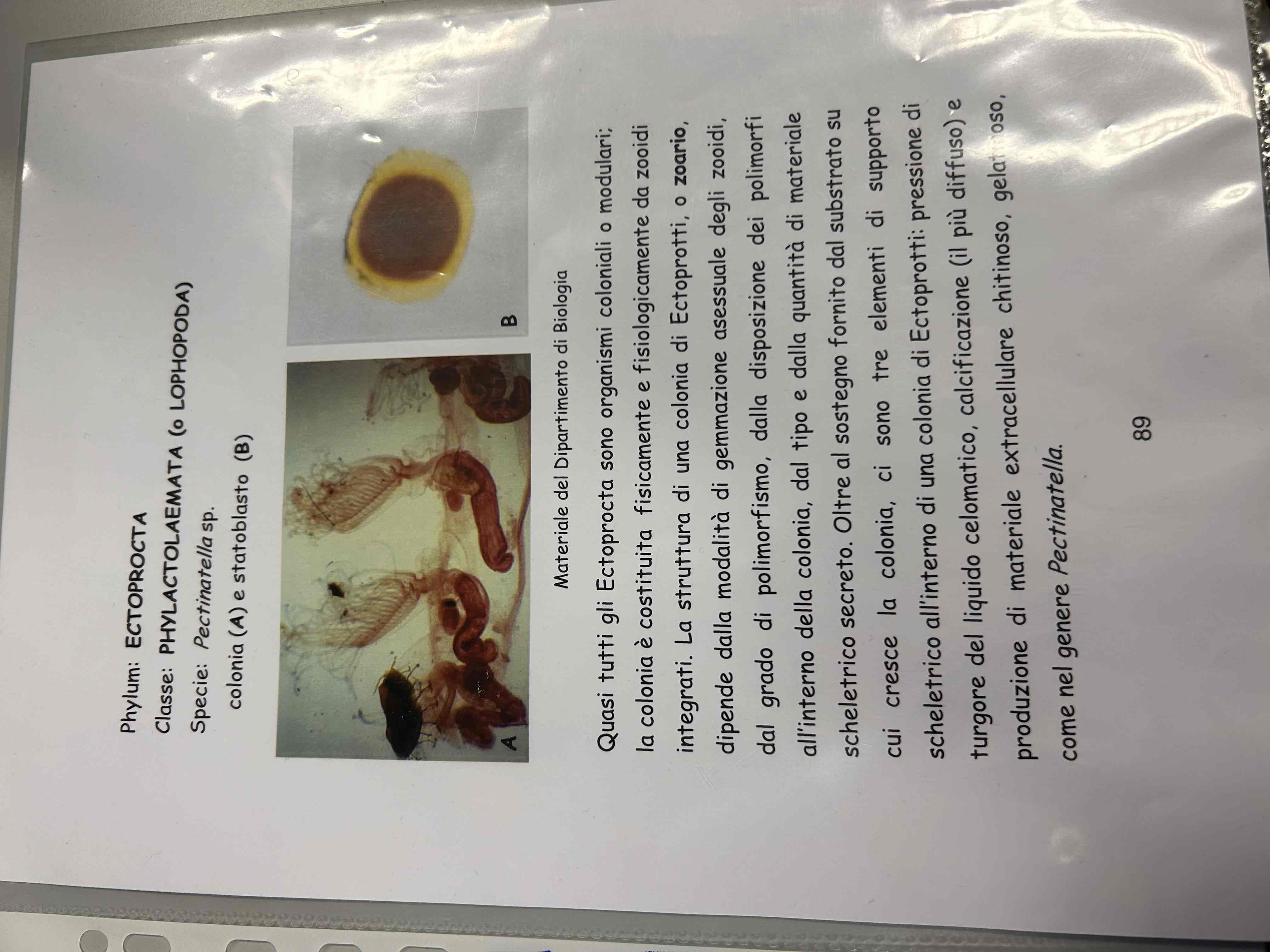 <p>Lofofori</p><p>Bryozoa</p><p>Pectinatella sp (colonia)</p>