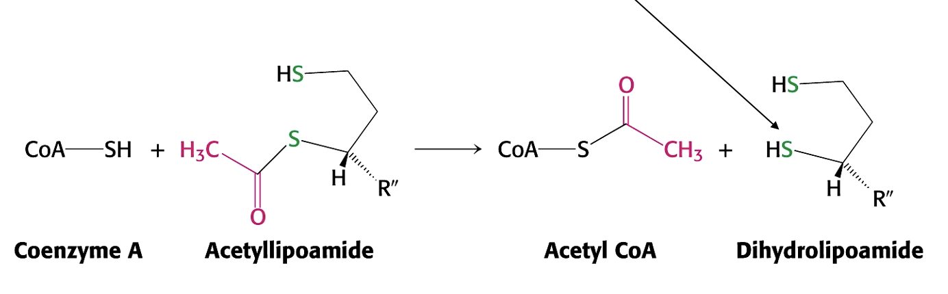 <p>transfer of the acetyl group to a CoA </p><p>forming acetyl CoA </p><p>(joining them) </p>
