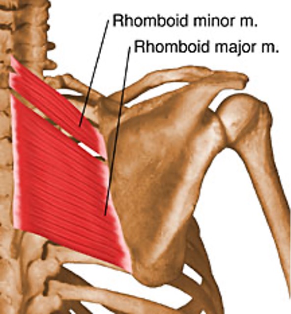 <p><strong>origin:</strong> spinous processes of T2-T5</p><p><strong>insertion:</strong> medial border of scapula, inferior to the insertion of rhomboid minor</p><p><strong>innervation: </strong>dorsal scapular nerve (C4 and C5)</p><p><strong>action: </strong>retract/adduct scapula, downward rotation of scapula to depress glenoid cavity, fixes scapula to thoracic wall</p>