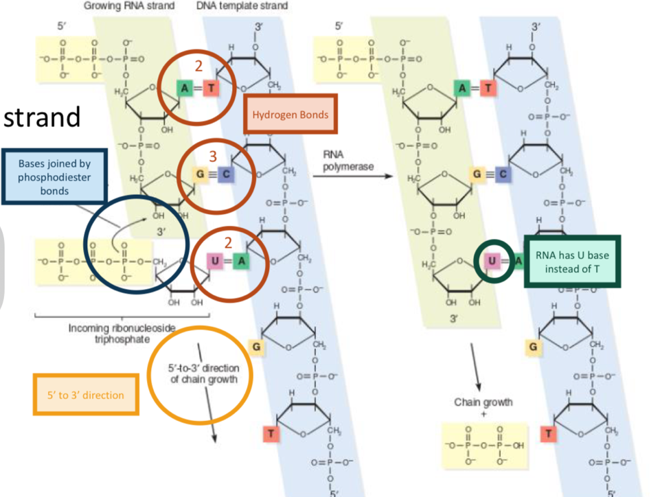 <ul><li><p>Growth from 5’ to 3’ end</p></li><li><p>hydrogen bonds form between bases</p></li><li><p>Bases joined by phosphodiester bonds</p></li><li><p>RNA has U instead of T, so Adenine binds to U</p></li></ul><p></p>