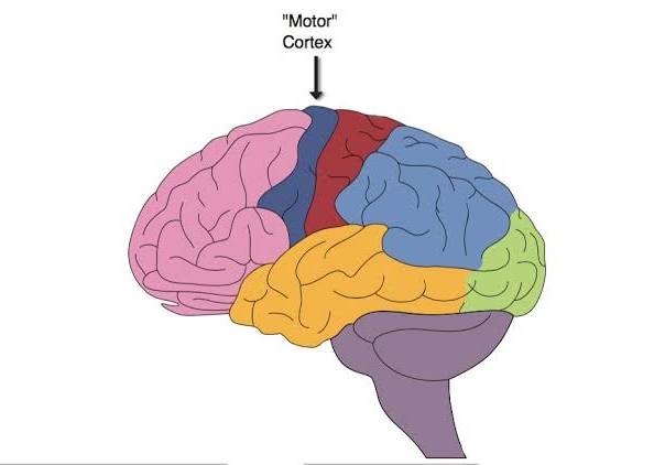 <p>motor cortex (in frontal lobes)</p>