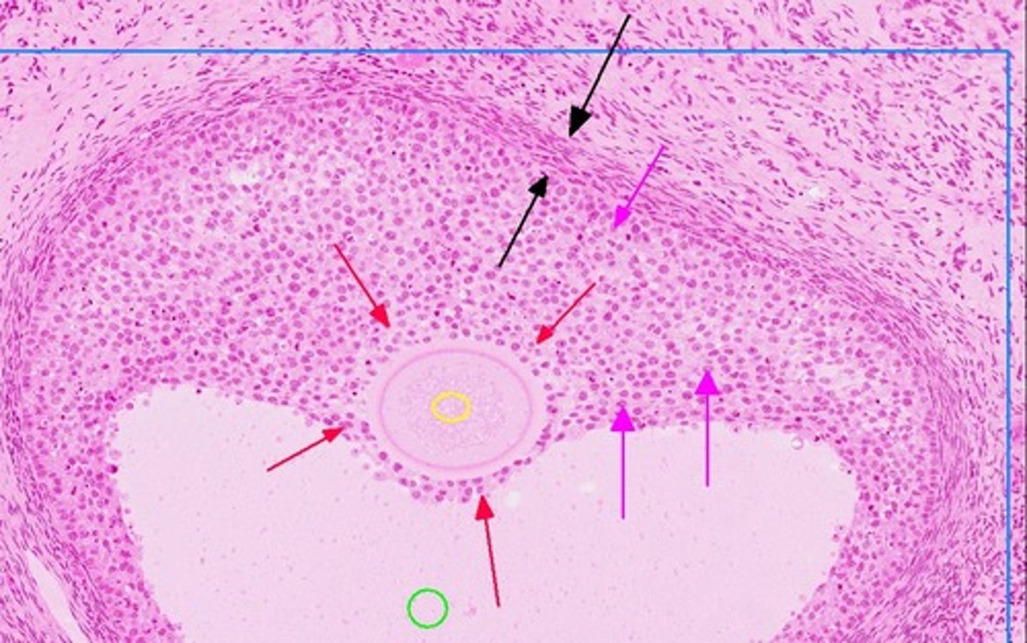 <p>what is the area in the black arrows</p>