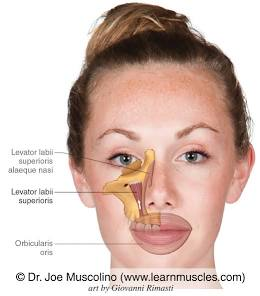 <p>lifts upper lip; for expressions such as sadness, distain, snarling; AKA Elvis muscle</p>