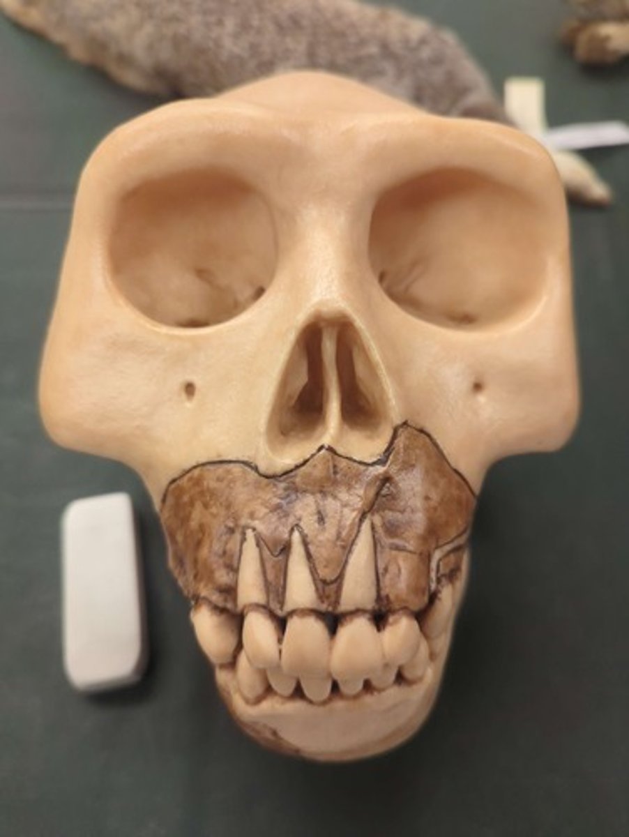 <p>What animal is this? Answer with "Skull" after animal name.</p>