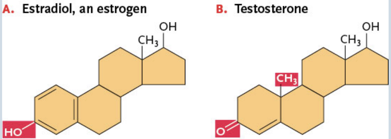 <p>Control development, behavior, and many internal biochemical processes</p><p> </p><p>Examples: Sex hormones</p><p>→ Estradiol (an estrogen) → has an —OH</p><p>→ Testosterone → has an =O where the —OH was + an extra estradiol</p>