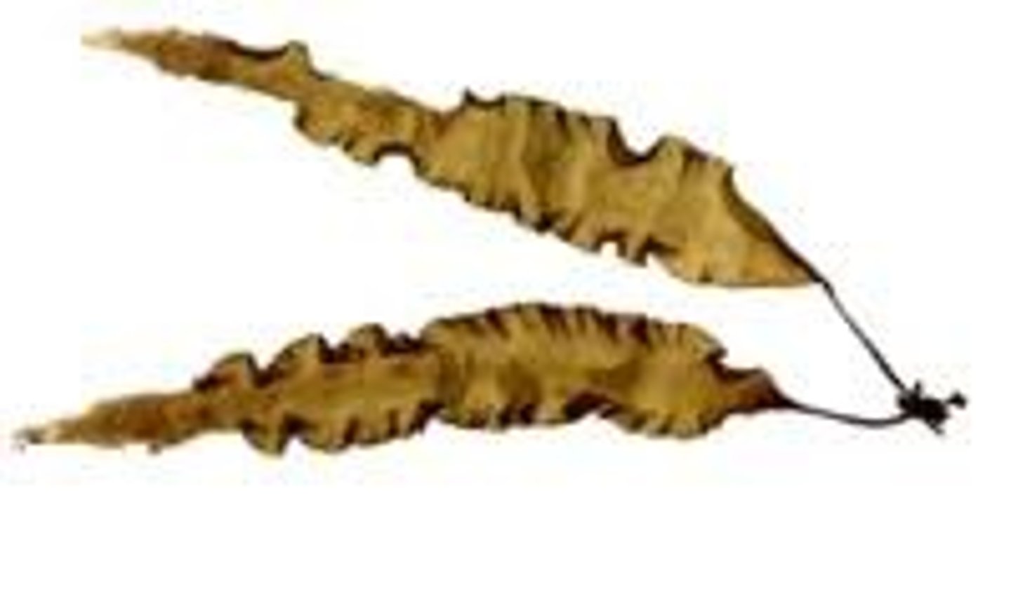 <p>största algen -> 60meter</p><p>trivs längst tempererade kuster, flercelliga organismer med räknas som protist, vissa arter har specialiserad struktur: fäste som liknar rötter -> förankrar algen vid underlag, stamdel -> liknar stjälk, blad -> platta ytor som påminner om blad där fotosyntes sker</p>