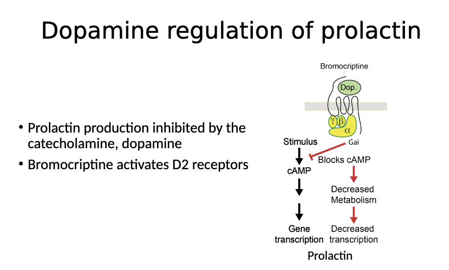 <p><span>Bromocriptine is a dopamine agonist</span></p><p><span>	Dopamine activates gai to block cAMP production. This decreases the transcription of prolactin and suppresses prolactin release&nbsp;</span></p><p><span>	This reduces prolactin expression&nbsp;</span></p>
