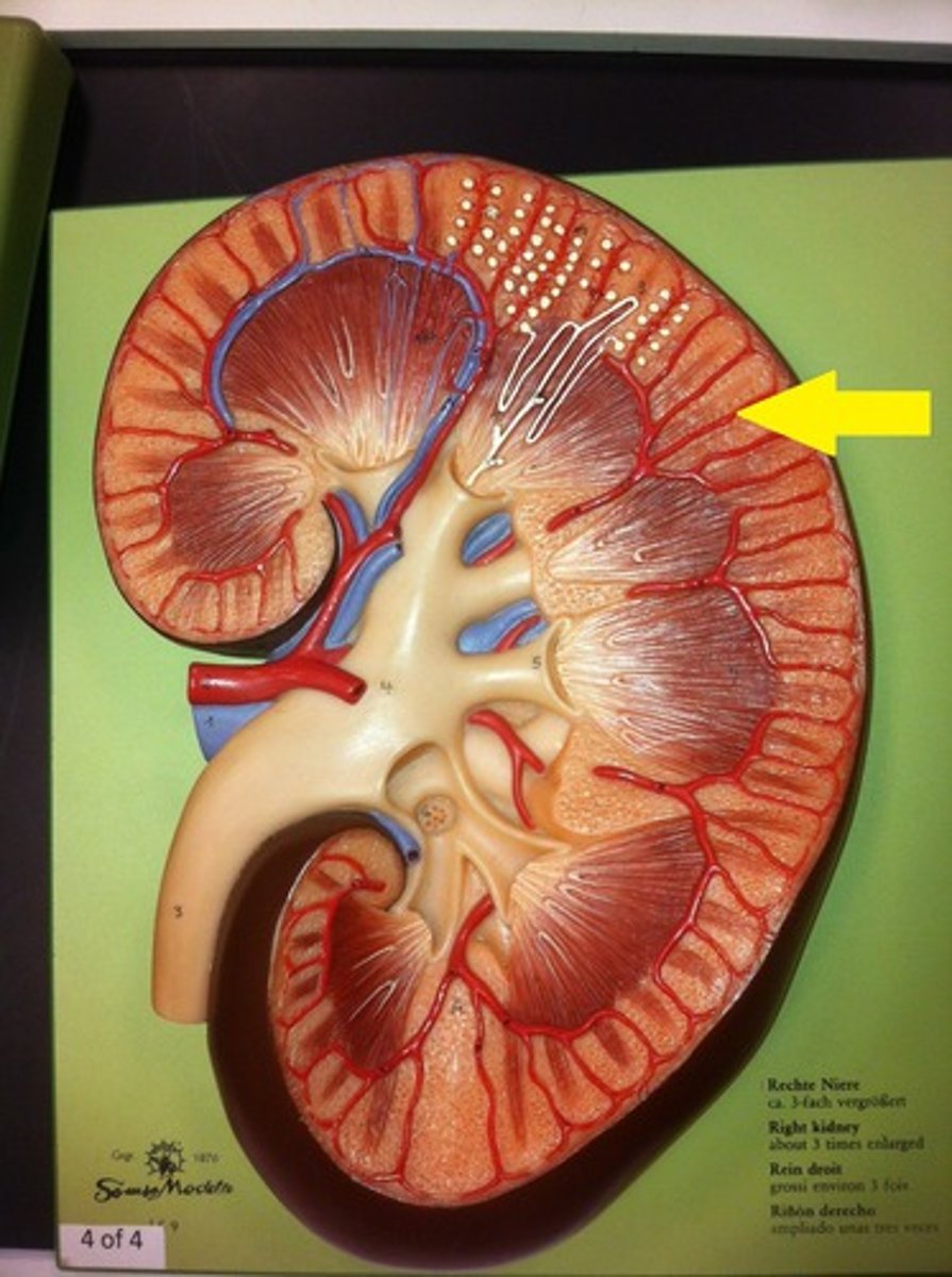 <p>outer region of the kidney</p>