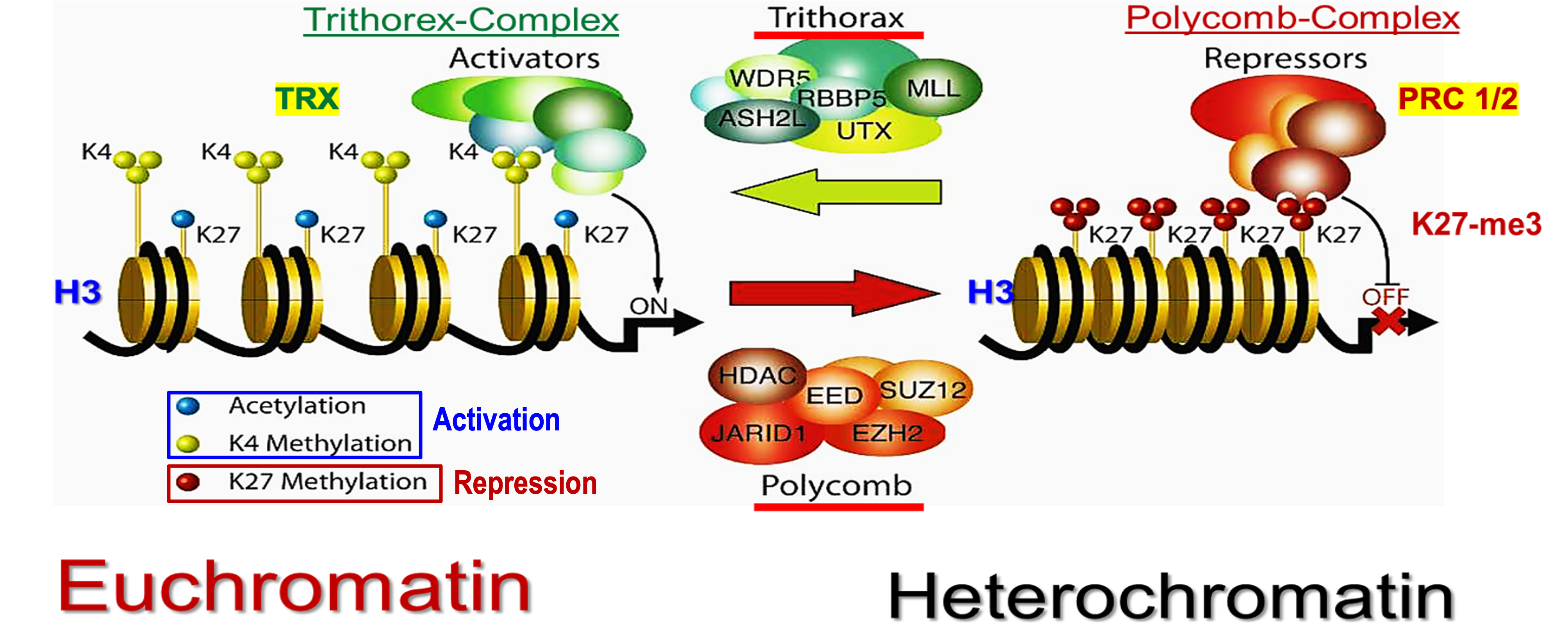 <p>Activation and repression of H3 will go back and forth due to the Trithorex-Complex (TRX) and Polycomb Group PRC-1/2. </p>