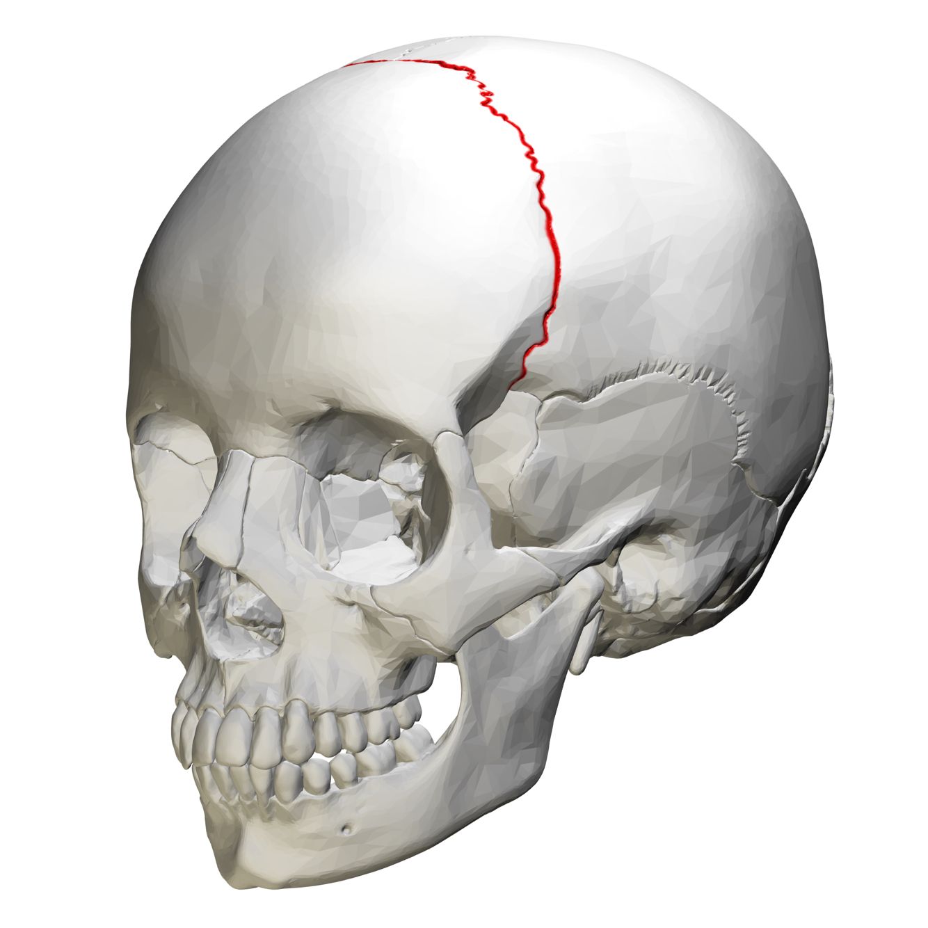 divides frontal and parietal lobes