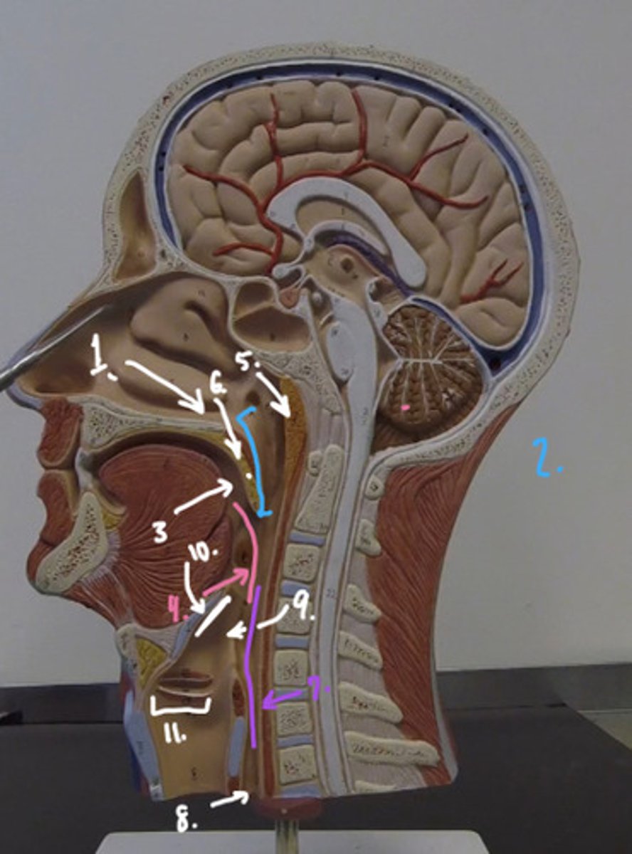 knowt flashcard image