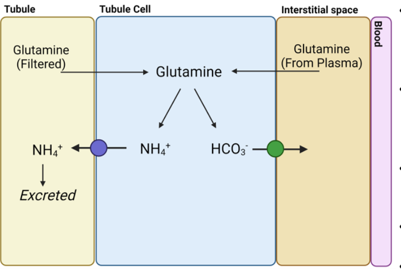 <p>describe how bicarbonate is generated through glutamine metabolism </p>