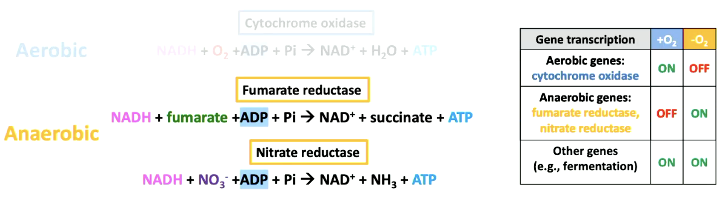 <p><span>Activates transcription of anaerobic genes, e.g., fumarate reductase and nitrate reductase</span></p>