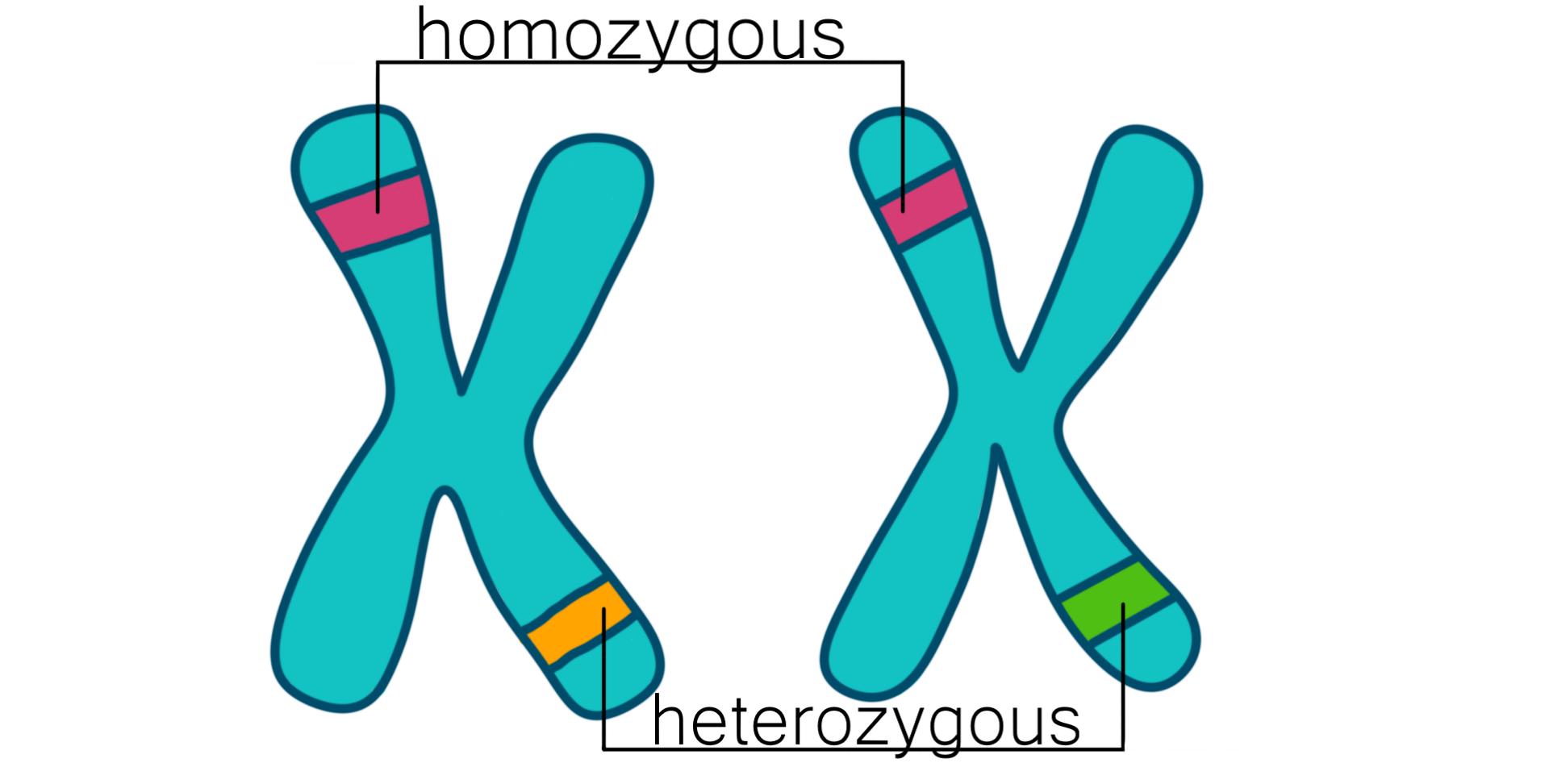 Having the same genes in a pair; identical alleles