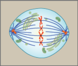 <ol><li><p>chromosomes lined up at metaphase plate</p></li><li><p>sister chromatid attached to spindle fiber from opposite pole</p></li></ol><p></p>