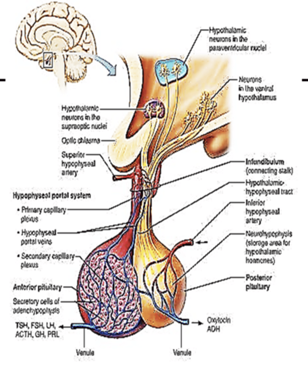 <p>What is the rate of the flow of hormones into or out of portal systems governed by?</p>