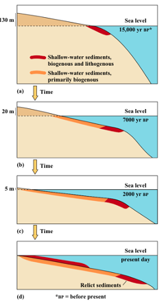 <p>Sediments on continental shelves:</p><p>Sediment on continental shelves are generally __, with larger sediments __ to the shore and small grain sizes __ away from the shore.</p><p>Occasionally, sediments that are indicative of __ environments can be found __ away from the coast </p>