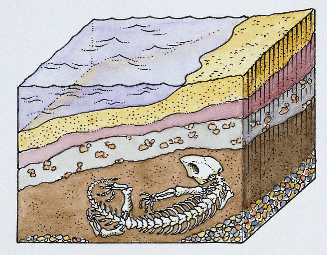 <p>The process where remains of organisms get compacted with sediments to become fossils.</p>