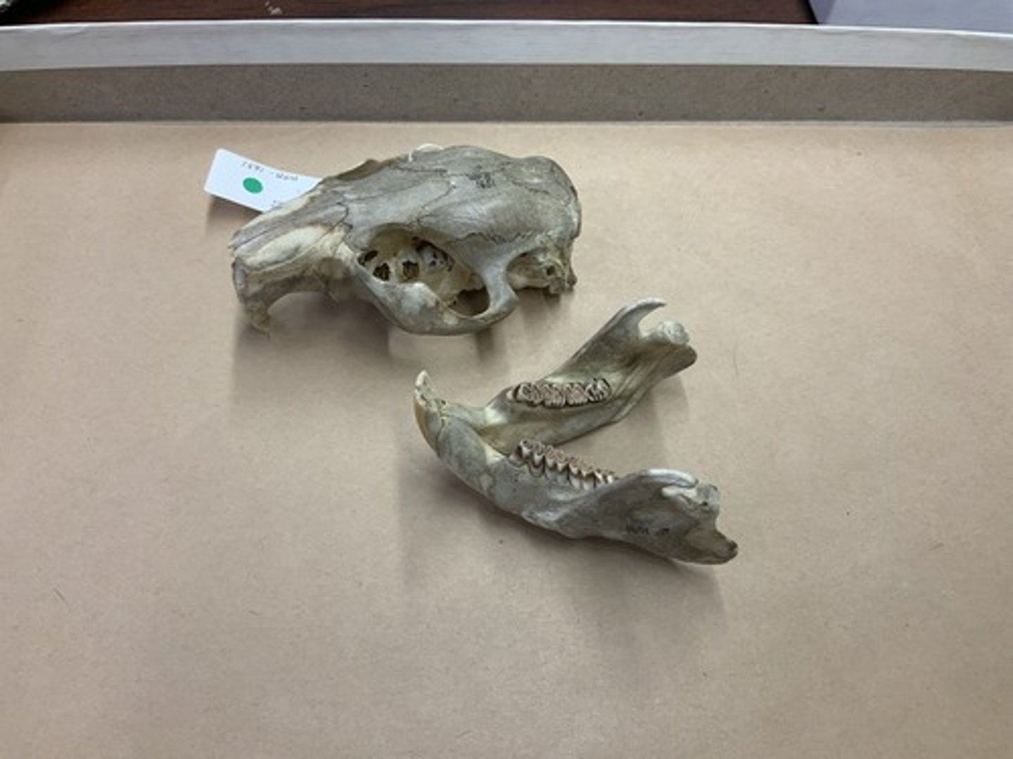 <p>Family, Suborder, Order, Infraclass, Subclass</p><p>-robust skull, zygomatic plate and arch</p><p>-infraorbital foramen small, slit/teardrop shaped (sciuromorphus); front view</p><p>-very small postorbial process</p><p>-distinct depression in basioccipital bone</p>