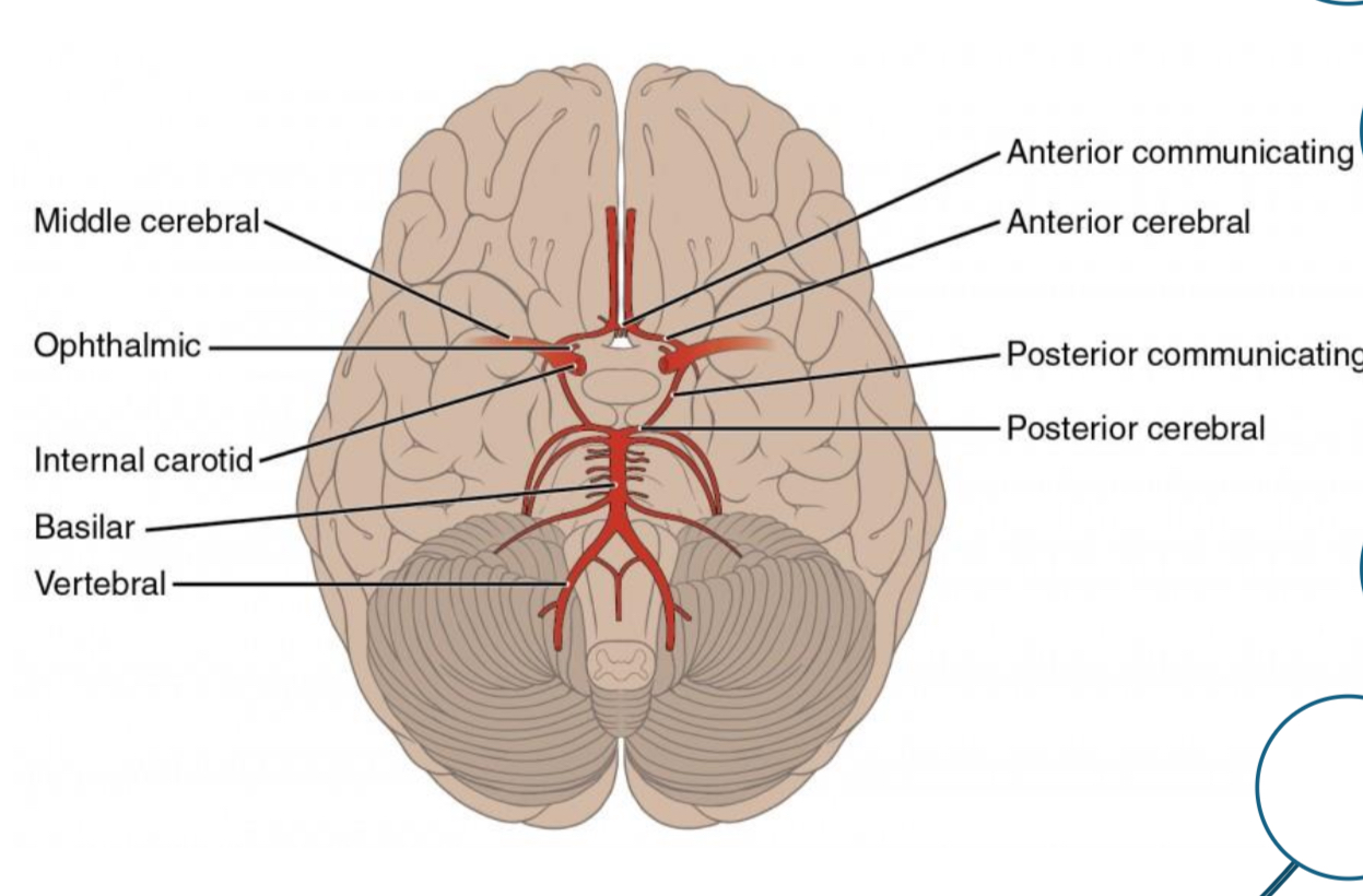 <p>Be able to identify the Circle of Willis and its function</p>