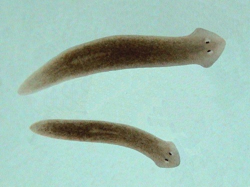 liver fluke, tapeworm, planeria aka flatworm