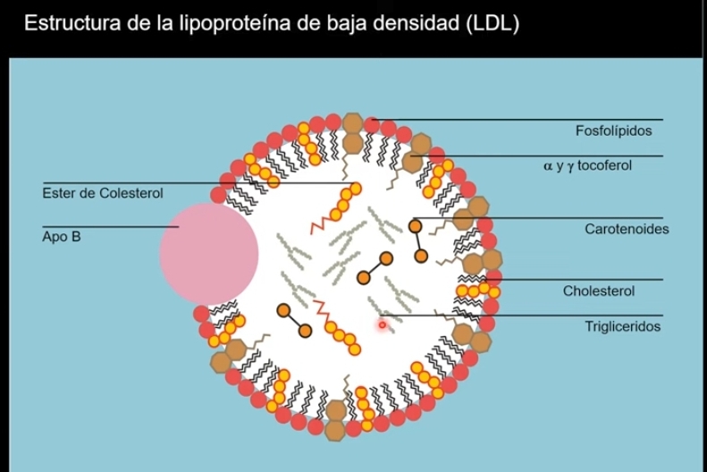 <p>Lipoproteína de <strong><u>Baja Densidad</u></strong></p><p>Diámetro: 19 - 23</p><p>Lípido/proteína: 80:20</p><p>Lípidos predominantes:<strong> Colesterol éster y libre</strong></p><p>Principales Apolipoproteinas: <strong>B100</strong></p><ul><li><p>Transporte de antioxidantes, carotenoides y vitamina E (alfa y gama tocoferol) </p><p></p></li></ul><p>Conocida como la "colesterol malo" porque niveles altos de LDL están asociados con un mayor riesgo de enfermedad cardiovascular.</p>
