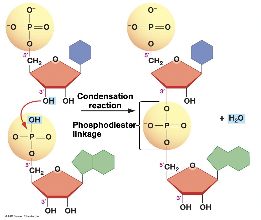 <ul><li><p>When nucleotides polymerize (condensation reaction)</p></li><li><p>Polymerization occurs 5’ to 3’ direction</p></li><li><p>The 5’ phosphate on the incoming molecule forms a covalent bond with the 3’ hydroxyl</p></li><li><p>Thus, RNA/DNA molecules start with a 5’ phosphate and end with a 3’ hydroxyl</p></li></ul>